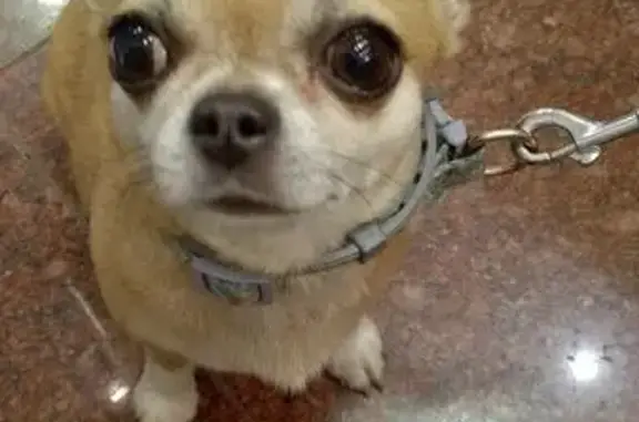 Найдена чихуа-хуа, Краснопрудная, Москва