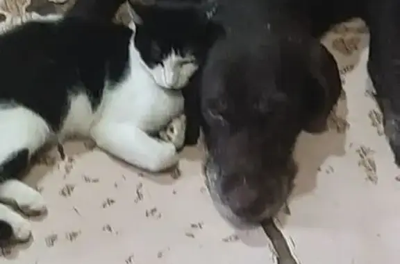 Собаки потеряшки, Ставропольский край, фото: Потеряшка собака в районе Русской Лесной Дачи