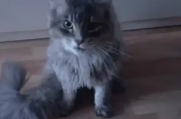 Пропала кошка, ул. Жукова 11, Абакан