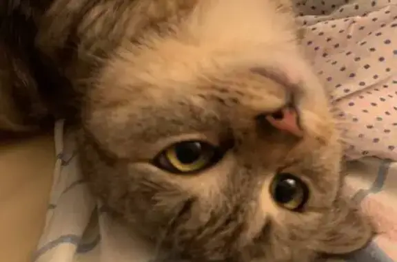 Кошки потеряшки, Майма, фото: Потеряшка кошка, ул. Строителей, Майма