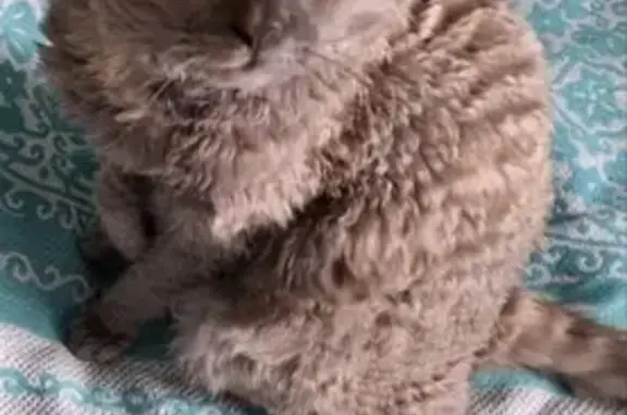 Кошки потеряшки, Димитровград, фото: Потеряшка кошка, ул. Гончарова 7, Димитровград