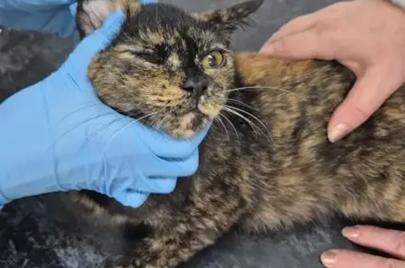 Кошка найдена: Ленинградский пр., 5А