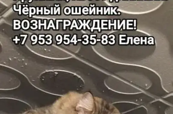 Пропала кошка, Фрунзе 1, Тула