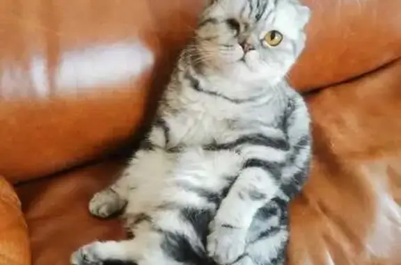 Пропала серая кошка, Луговая 12