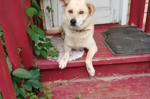 Найдена собака, Московская область, фото: Собака найдена, Московская обл.