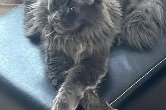 Кошки потеряшки, Кадников, фото: Потеряшка кошка, Красная ул. 52, Кадников