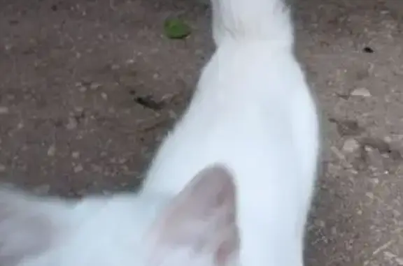 Найдена кошка, Тула, фото: Кошка у магазина Ярче, Руднева 60А, Тула