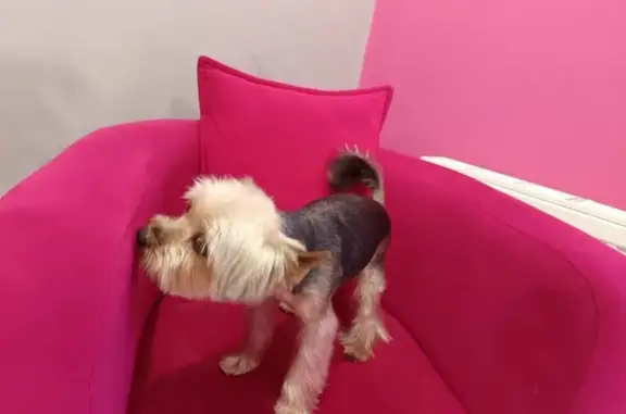 Пропал йоркширский терьер, Азовский 102