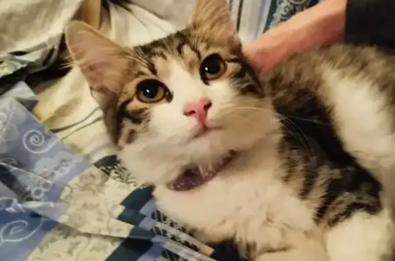 Кошка найдена: ул. 25 Января, 14, Воронеж