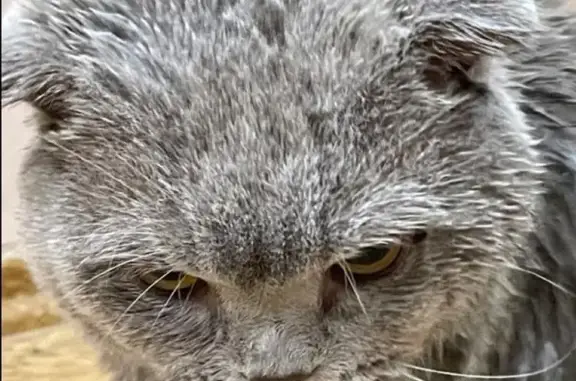 Кошки потеряшки, Воскресенск, фото: Потеряшка кошка, МБК, Московская область