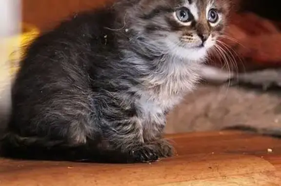 Котёнок найден на Дальней улице, Вологда