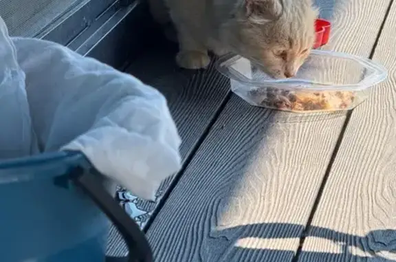 Найдена кошка, Барнаул, фото: Кошка найдена: пр. Космонавтов, 63В, Барнаул