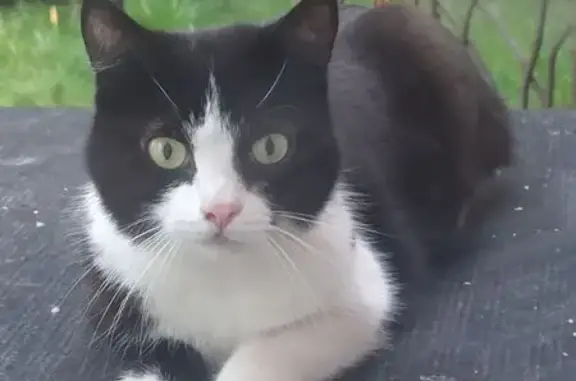 Найдена кошка, Самара, фото: Кот найден, 3-я просека, Самара