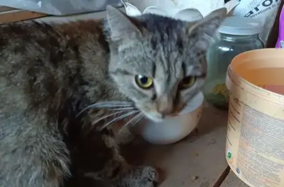 Тигровая кошка найдена, ул. Дормаш, Томск