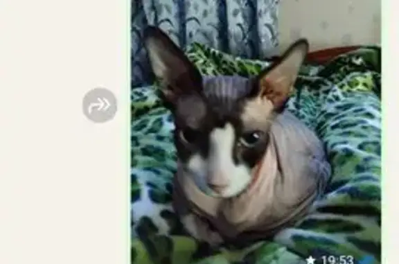 Пропала кошка Сфинкс, Казань, Татарстан