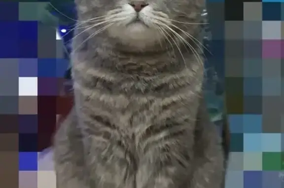 Кошки потеряшки, Новотроицк, фото: Потеряшка кошка, Советская ул. 5, Новотроицк