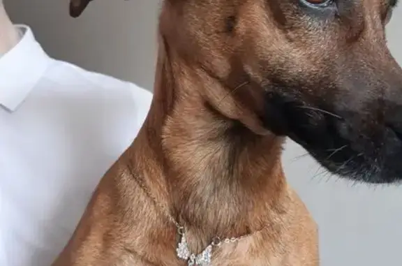 Собаки потеряшки, городской округ Бердск, фото: Потеряшка собака: Лунная ул., 22А, Бердск