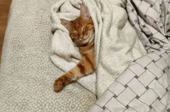 Кошки потеряшки, Крымск, фото: Потеряшка кошка, Фестивальная ул., Крымск