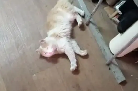 Найдена кошка, Ульяновск, фото: Кошка найдена, ул. Урицкого 29в, Ульяновск