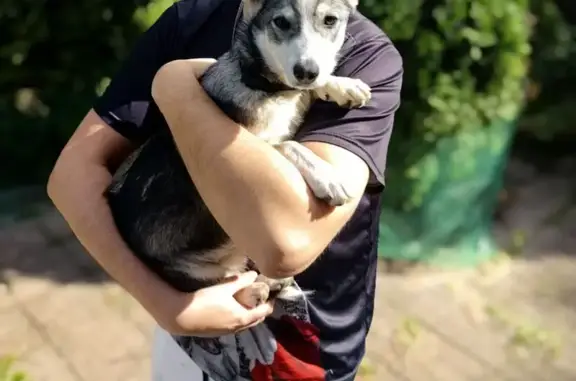 Щенок найден на Раздольной улице, Жилина