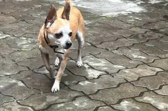 Собака найдена: Шадринск, Курганская обл.