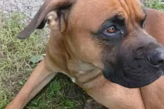 Найдена собака, , фото: Собака найдена в Гжели, МО