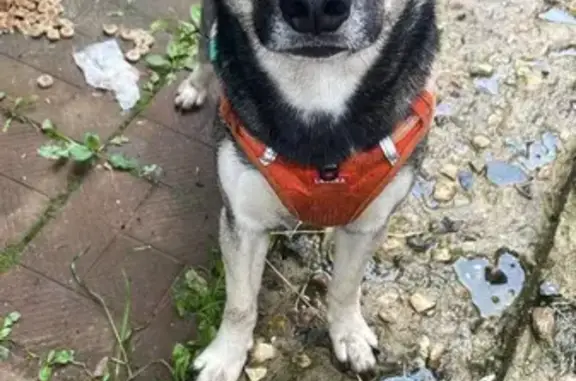 Найдена собака, Медынь, фото: Собака найдена у Бурвикова, 35, Медынь