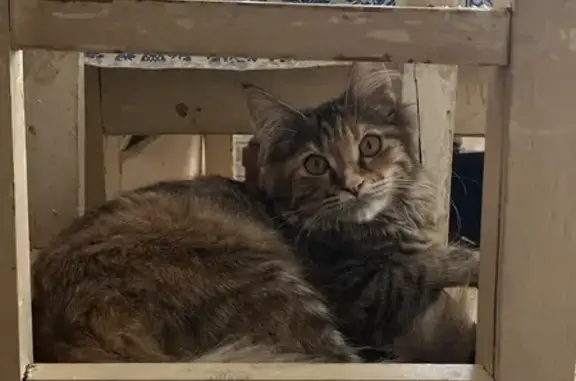 Пропала кошка, Стадионная ул, 97, Касли