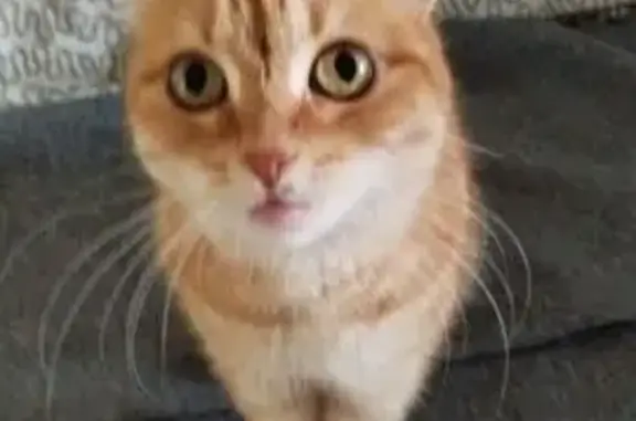 Пропала кошка, Балтийская ул. 37А, Казань