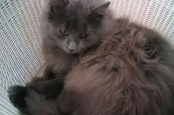 Кошки потеряшки, Навля, фото: Потеряшка кошка, ул. Мичурина, Навля