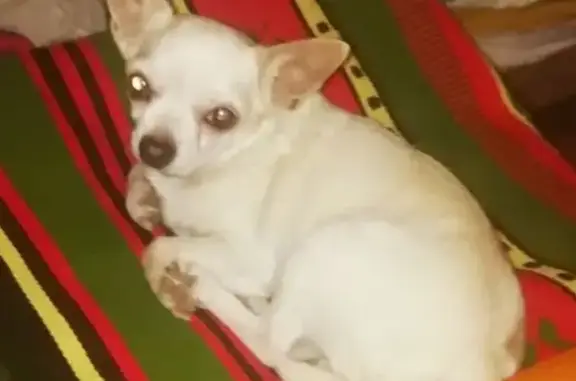 Собаки потеряшки, Астрахань, фото: Потеряшка чихуахуа, Аэропортовский пр. 59А/2