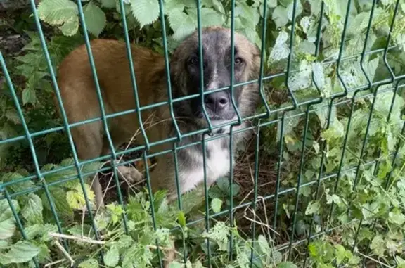 Найдена собака, Тверь, фото: Собака найдена: Вокзальная ул., Тверь