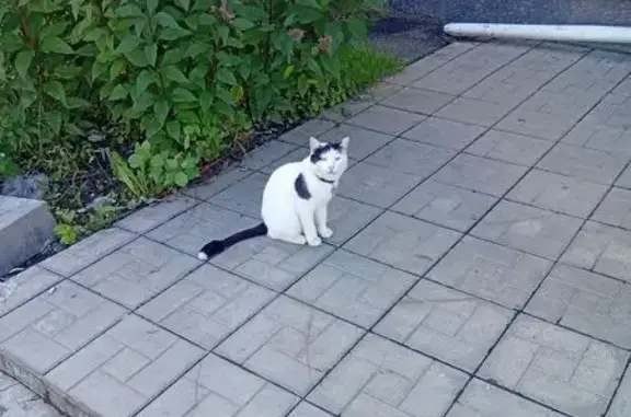 Найдена кошка, Уфа, фото: Найдена кошка на Революционной, 52, Уфа