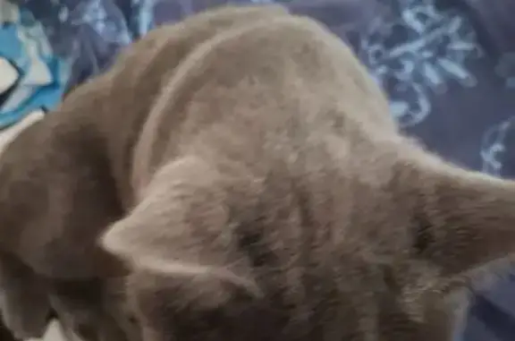 Кошки потеряшки, , фото: Потеряшка кошка на Совхозной, Толмачево