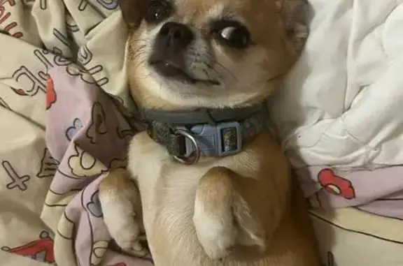 Собаки потеряшки, Москва, фото: Потеряшка собака на Краснопрудной, Москва