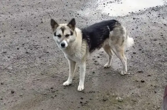 Собака у базы, Ирдоматское СП, Вологда