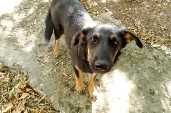 Найдена собака, , фото: Собака найдена: Владиславовка, 35А-001