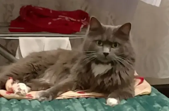 Пропала кошка, Сельская 10, Владивосток