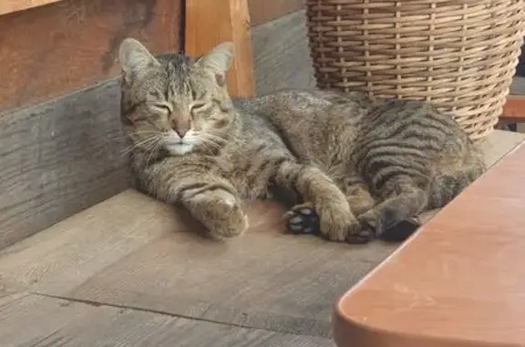 Пропала кошка Тиша, Кыштым, Иртяшская 14