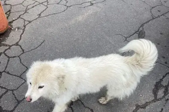 Найдена собака, Ленинградская область, фото: Собака у заправки Норд Лайн, Ленобласть