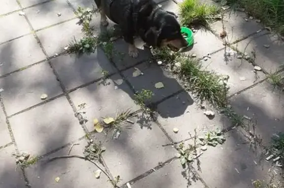 Собака найдена на Ясной улице, Екатеринбург