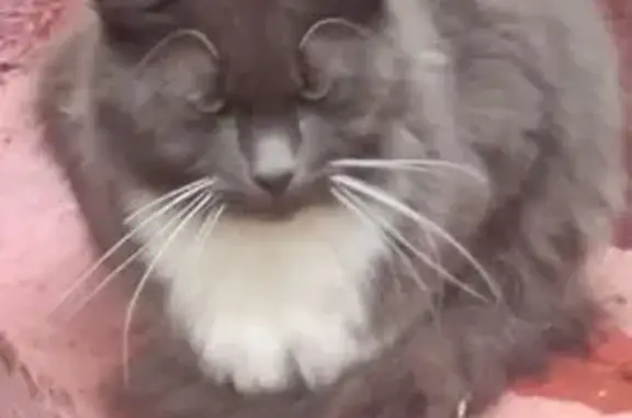 Кошка найдена на ул. Металлургов, 32 к2