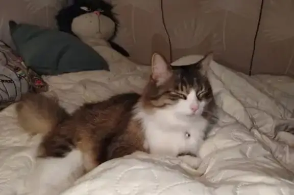 Найдена кошка, Кандалакша, фото: Кошка найдена: Кандалакшское шоссе 41/4