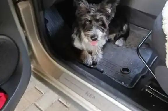 Собака найдена: ул. Салтыкова, Челябинск