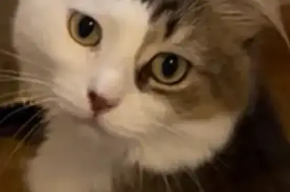 Кошки потеряшки, Ростовская область, фото: Потеряшка кошка Жужа, Романовская, Ростовская обл.