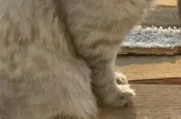 Пропала кошка, Ботаническая 35, Минусинск