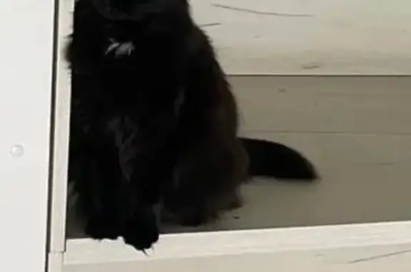 Пропала кошка, Савинское поселение