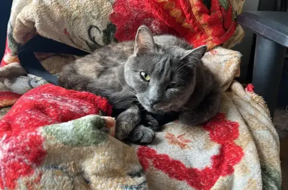 Кошки потеряшки, , фото: Потеряшка серая кошка, Мичуринское сп.