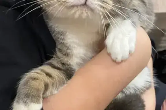 Трехцветная кошка найдена на Наро-Фоминской, 2