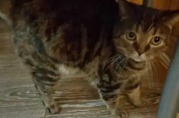 Кошки потеряшки, Сочи, фото: Потеряшка кошка, Фестивальная улица, Сочи